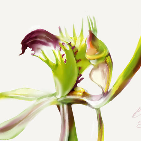 Brown-clubbed spider orchid