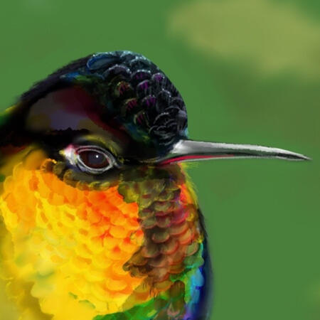Fiery-throated Hummingbird