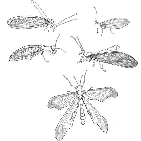 Various lacewings
